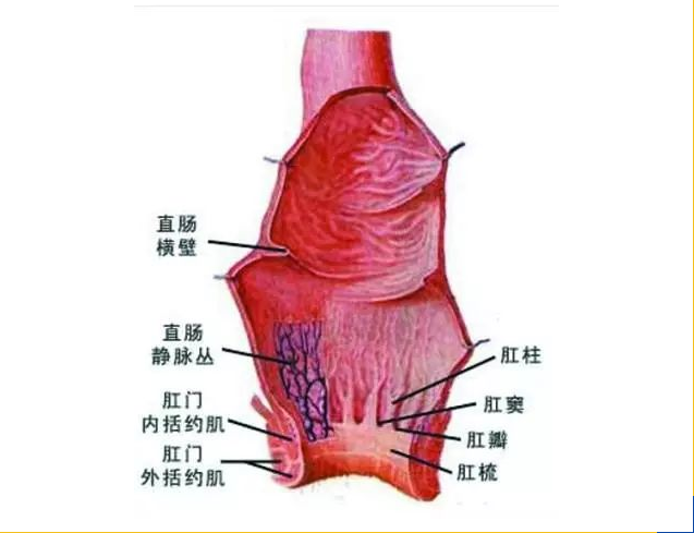 大理肛泰肛肠医院：肛窦炎是什么，为什么这么大杀伤力？