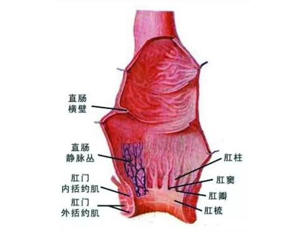大理肛泰肛肠医院：肛窦炎的科普，希望你永远不会用到